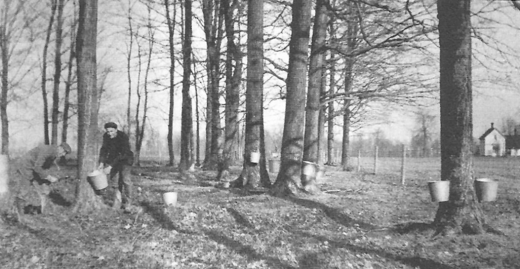 Harvesting maple trees on the Carpenter property. 